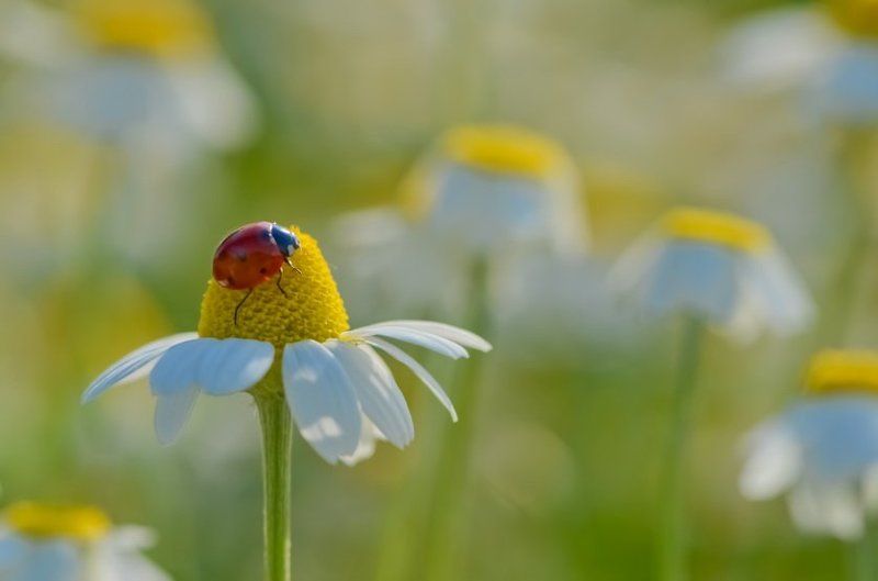 Июньское солнышко.photo preview