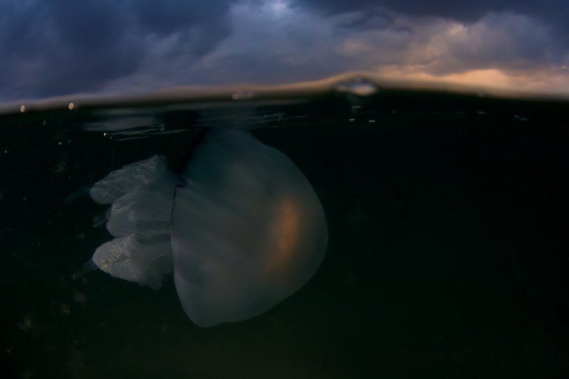 Закат, Корнерот, Медуза, Подводная съемка, Сплит, Черное море в преддверии грозыphoto preview