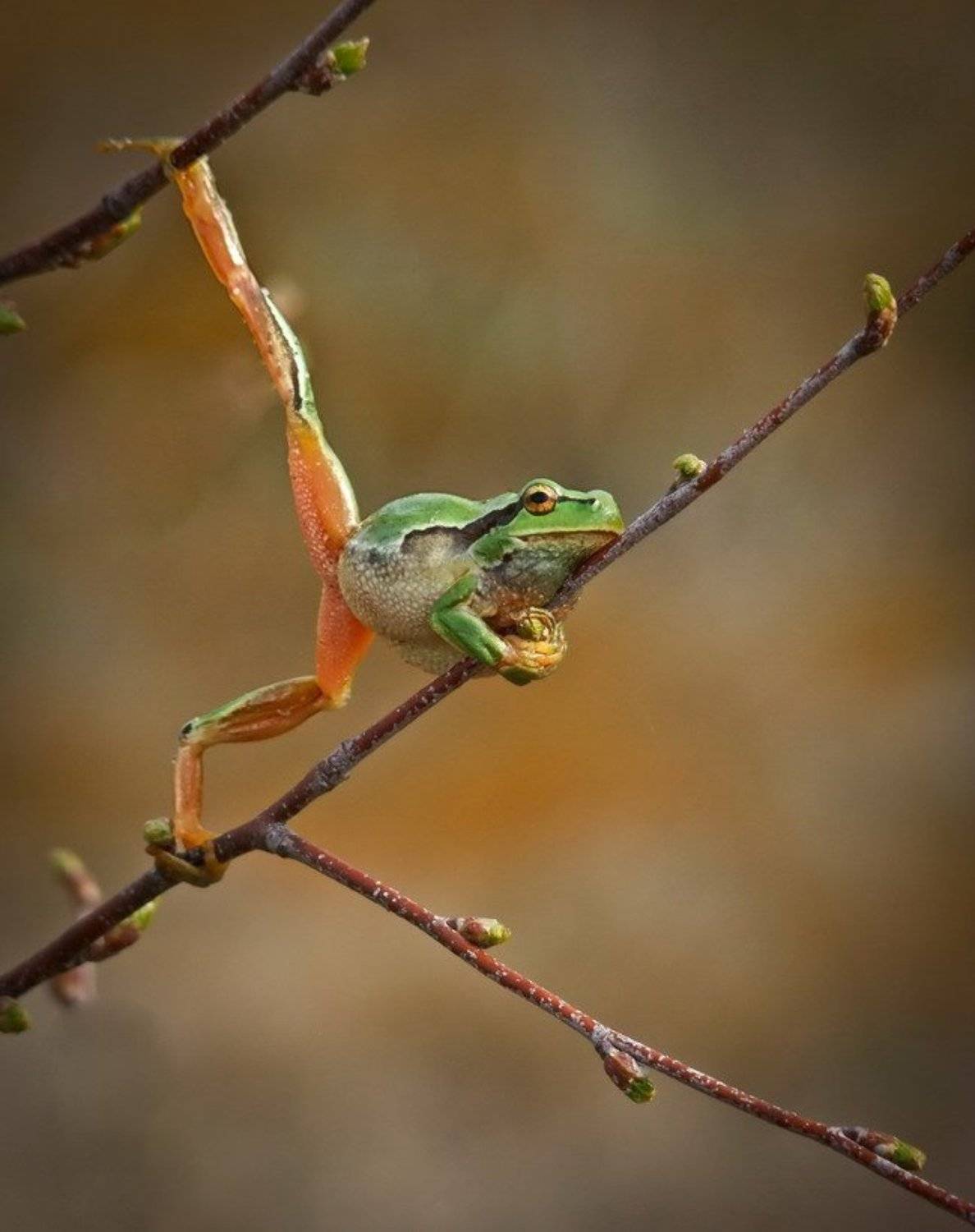 , Марина Мищенко