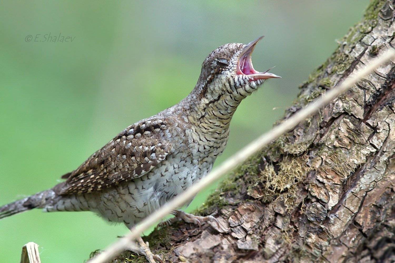 Скажи аааа ,- ААААААА !!!. Автор: Евгений Birds, Eurasian Wryneck, Jynx torquilla, Вертишейка, Птица, Птицы, Фотоохота, Евгений