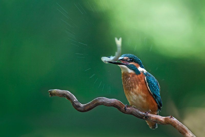 alcedo atthis, kingfisher, земеродно рибарче, зимородок Зимородокphoto preview