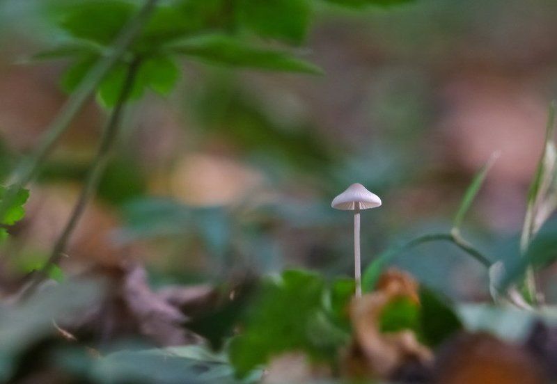 Один однюсенькийphoto preview