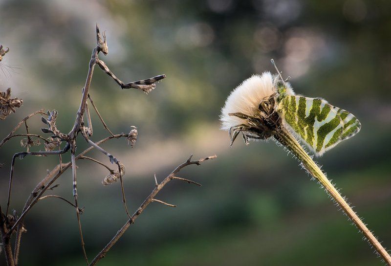 Не параphoto preview