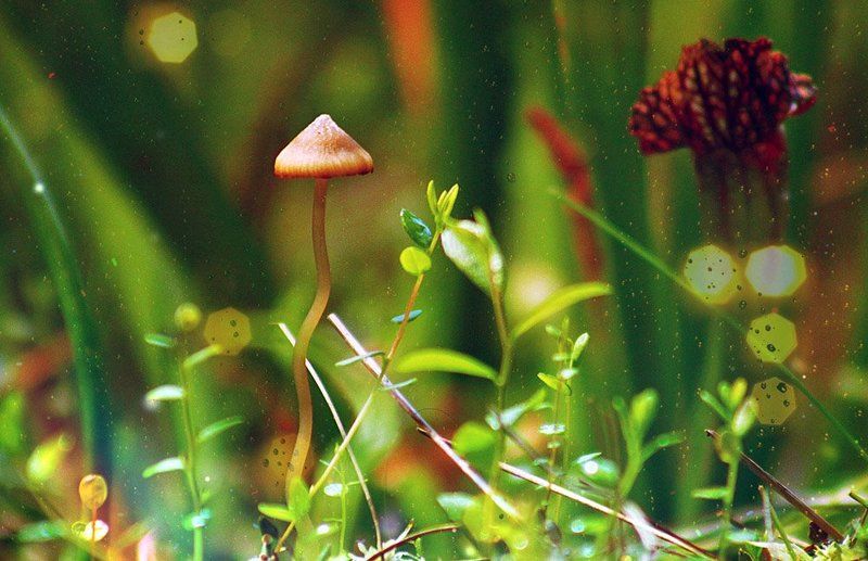 макро,росянка, - фото превью