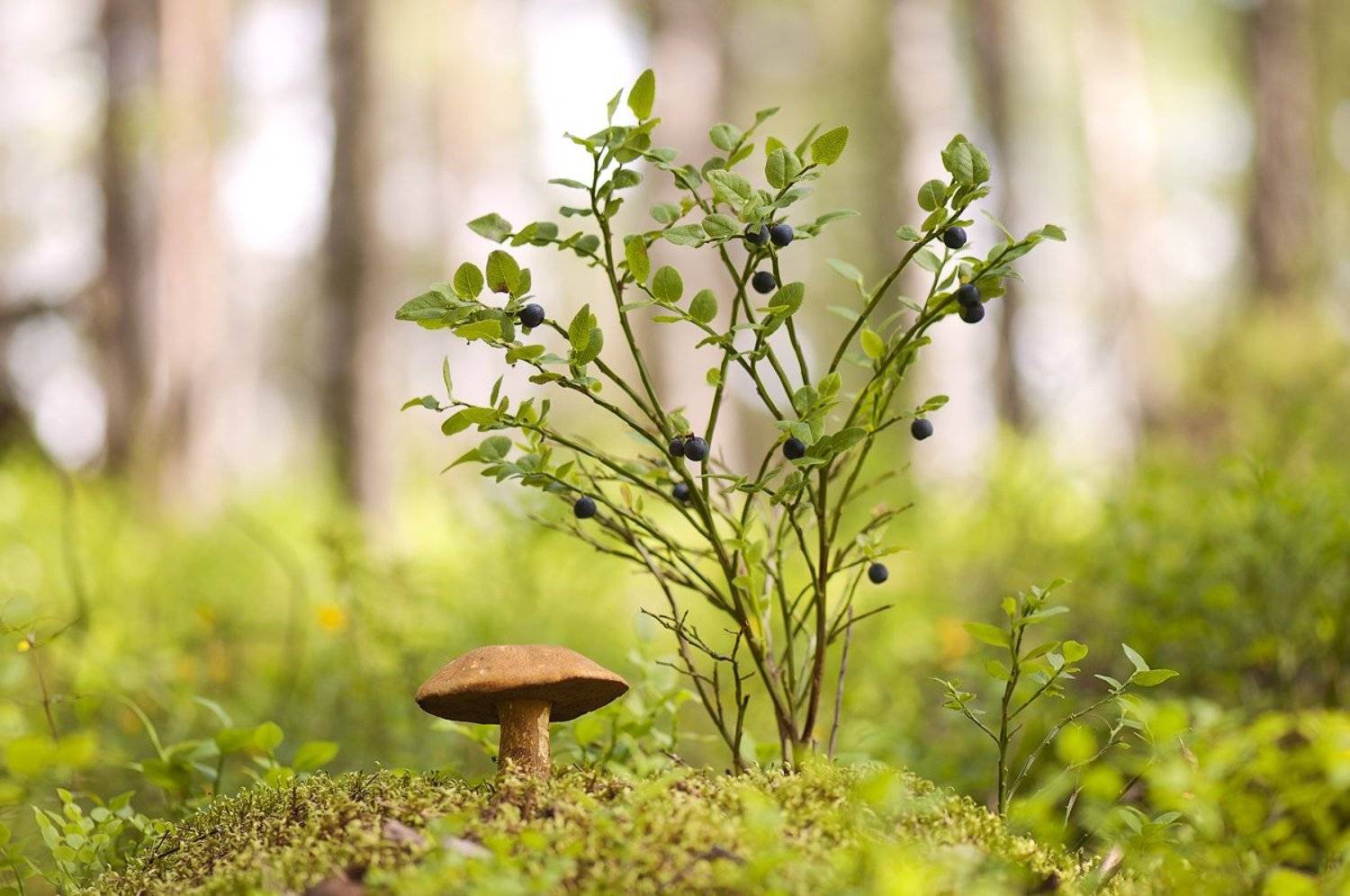 Вспоминая летние деньки. Автор: Nikolay , Nikolay