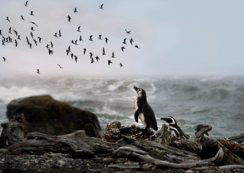 аргентина, мечта, пингвин, полёт A Dream...photo preview