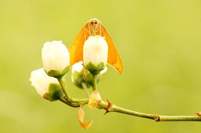 Hush... фото превью