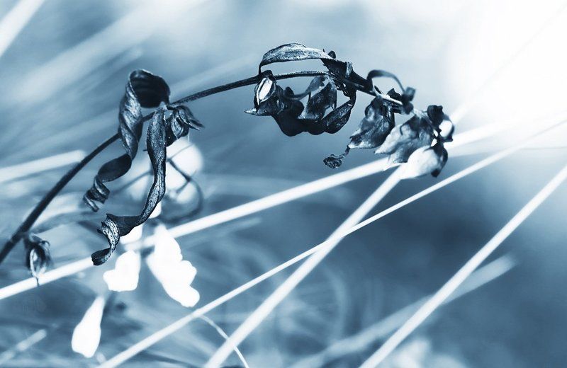 Murmurs lyricphoto preview