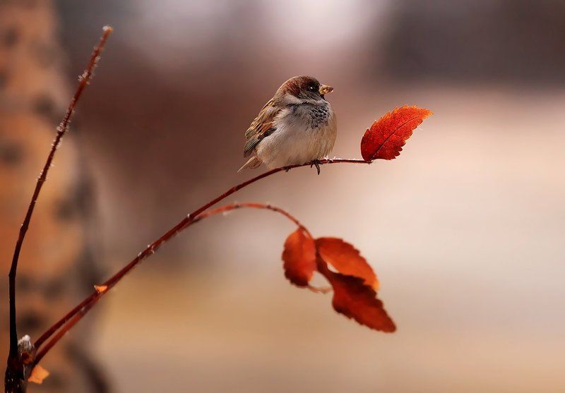 Поклонник рыжего листа фото превью