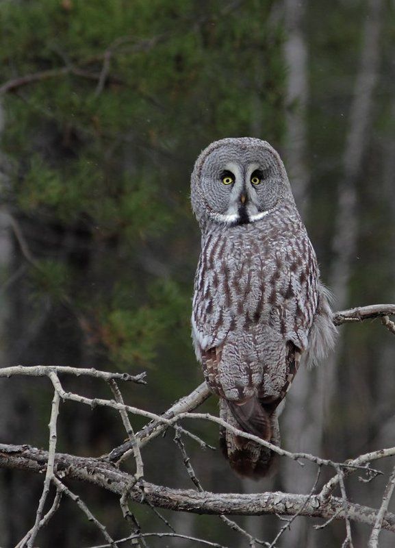 борадатая, неясыть, сова Бородатая неясытьphoto preview