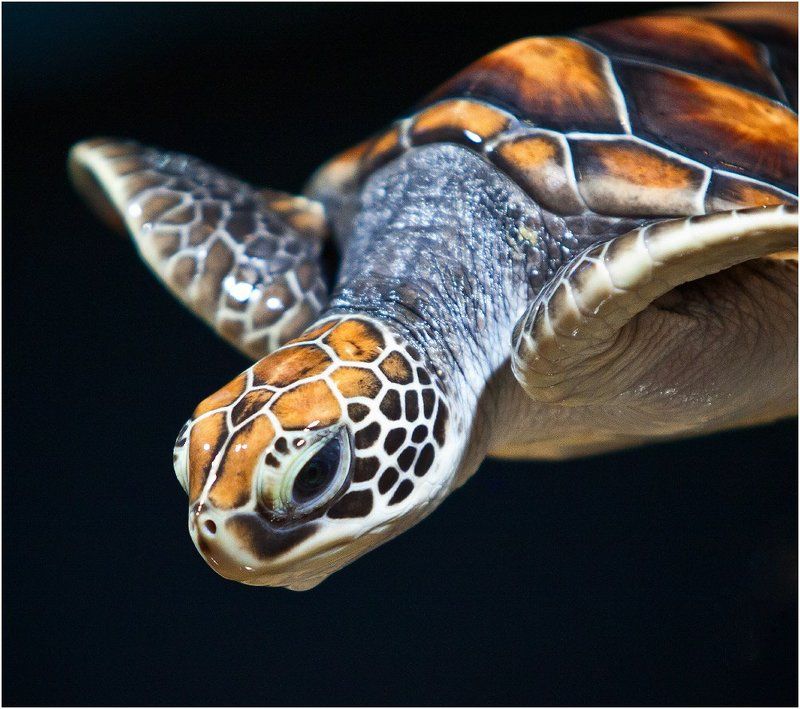 Животные Turtlephoto preview