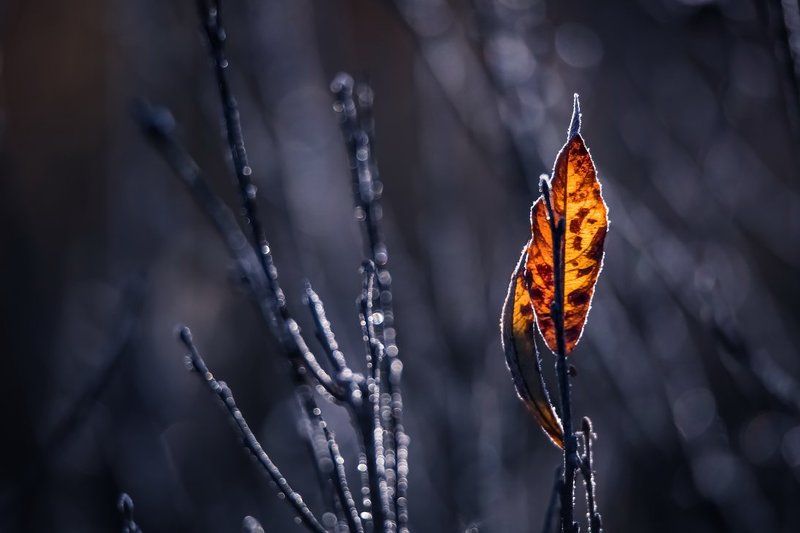 Засеребрило в октябре,засеребрило.photo preview