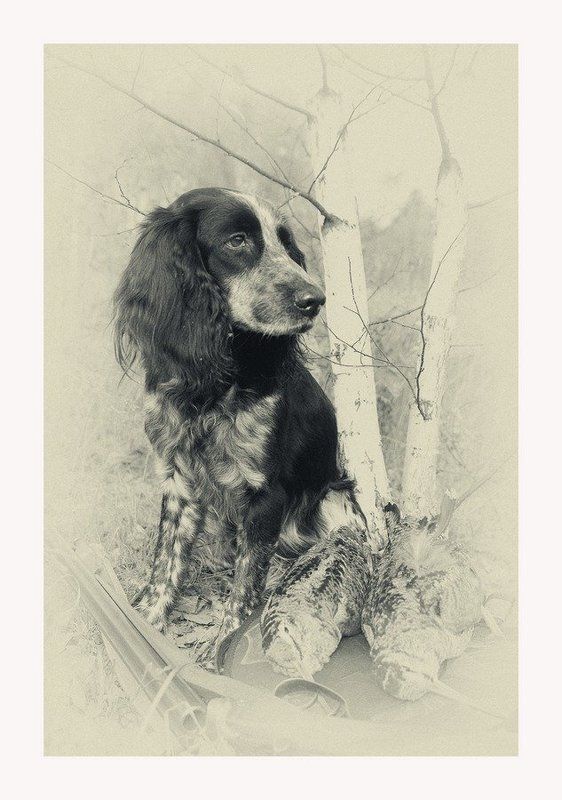 Охота, Портрет животного, Портрет собаки, Птица, Ружье, Русский охотничий спаниель, Саров, Собака, Фотограф Старый друг.photo preview