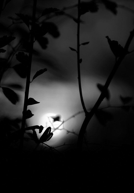 Богомол Ночьphoto preview