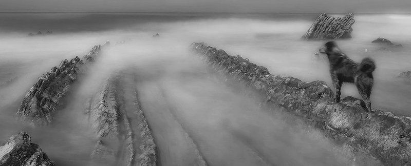 Верный друг серфераphoto preview