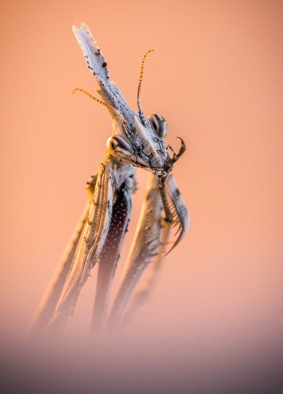 100mm l is f2.8, Mantisn empusa, Penatta Empusaphoto preview