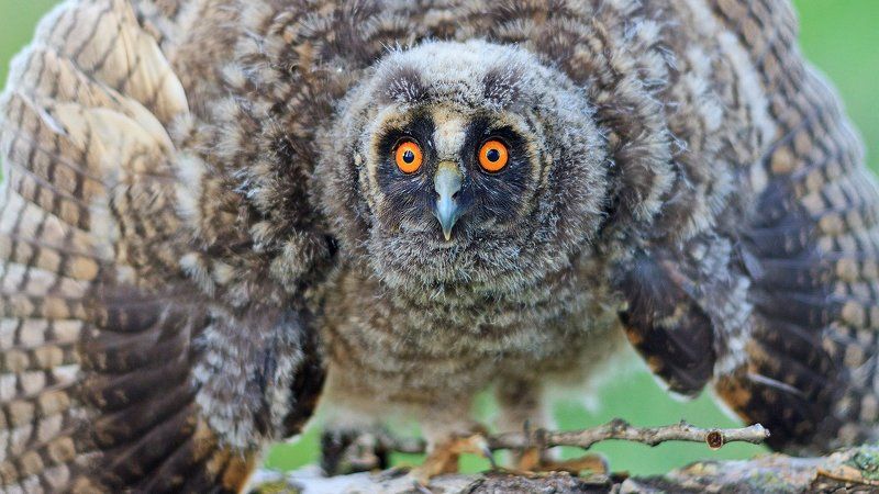 Животные, Птица, Сова ушастая Фарыphoto preview