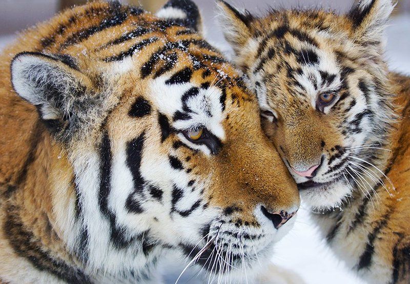 Мама, я тебя люблю!photo preview