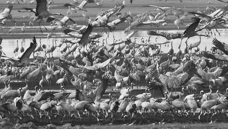 Журавли прилетели..photo preview