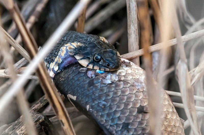 Про ужей.photo preview