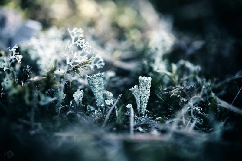 Murmurs Reflectionphoto preview