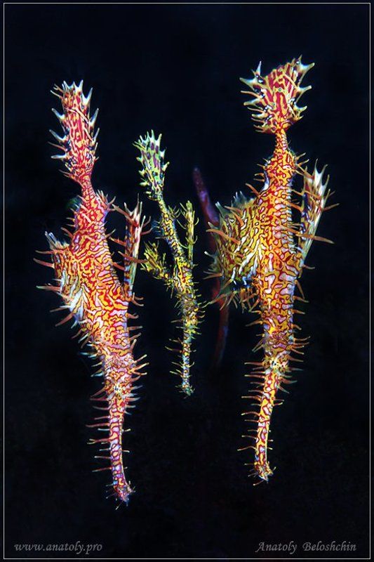Pipe Fish, Анатолий Белощин, Филиппины Pipe Fishphoto preview