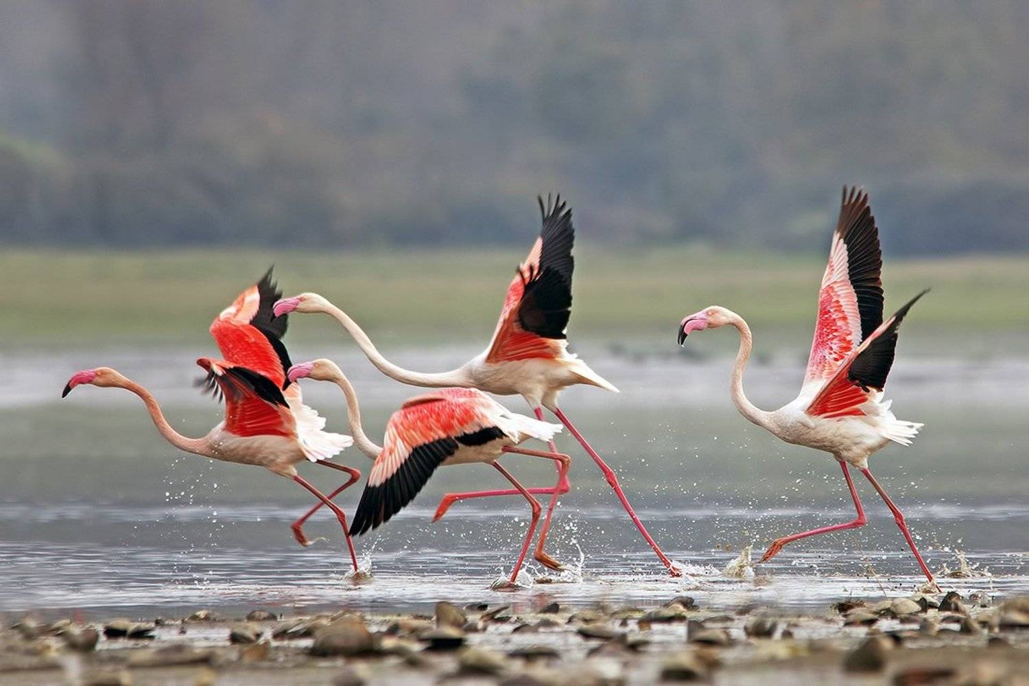 Бегуны. Автор: Евгени Стефанов phoenicopterus roseus, розово фламинго, розовые фламинго, Евгени Стефанов