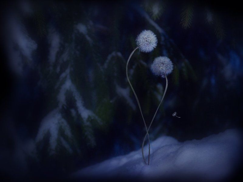 зима, одуванчики, грусть, печаль как-нибудь перезимуем...?photo preview