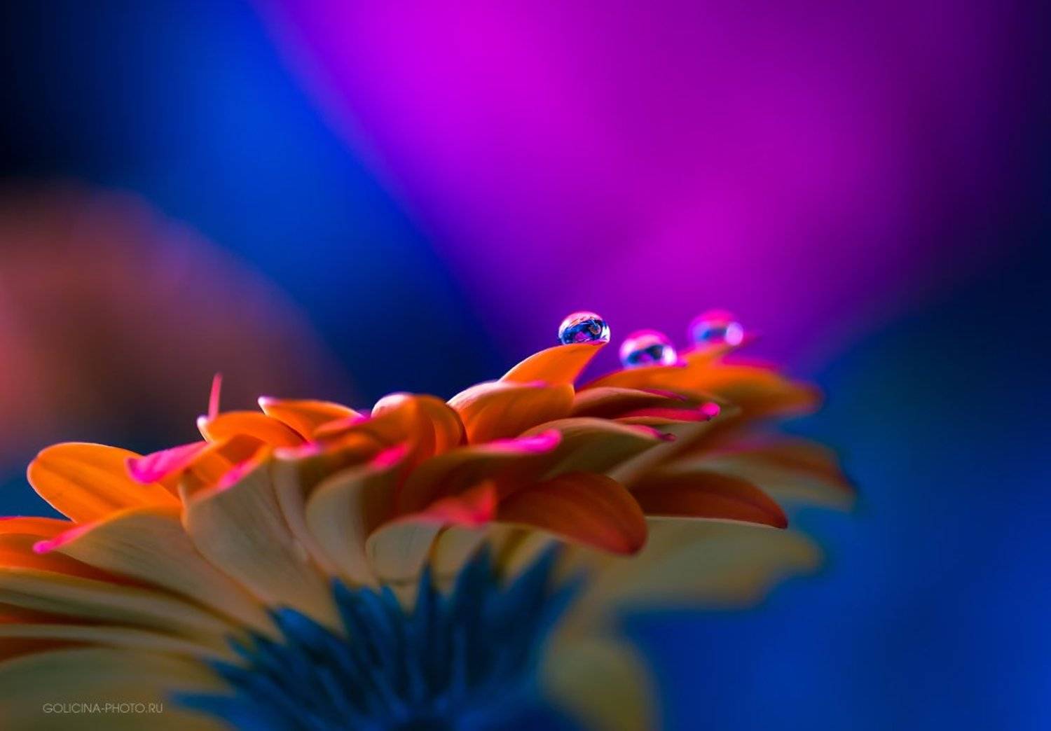 Гербера, Капли, Svetlana Golicyna