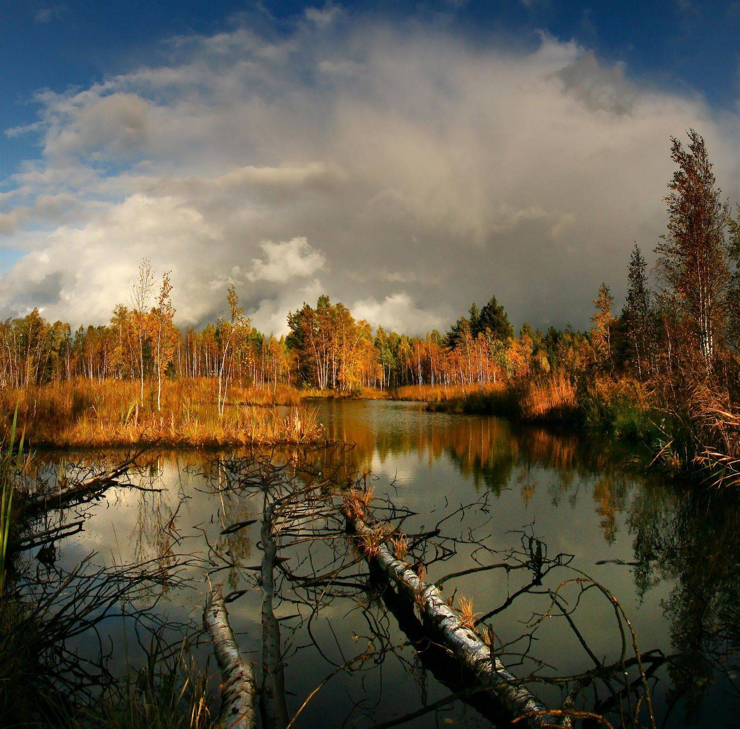 Осень на Шатурских болотах.. Автор: Лихарев Александр , Лихарев Александр