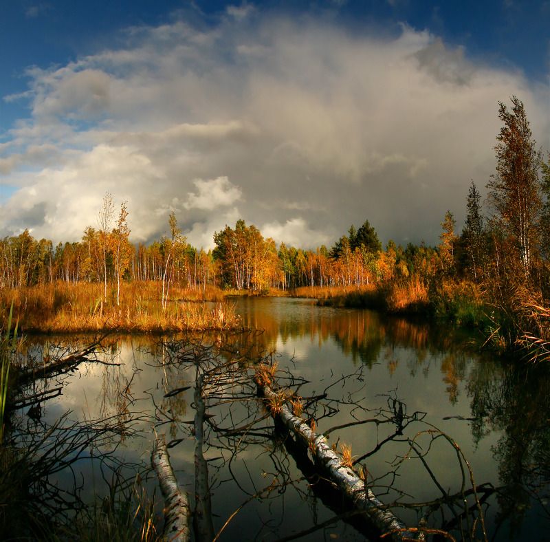 Осень на Шатурских болотах.photo preview