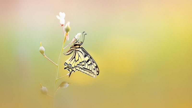 Papillon machaonphoto preview