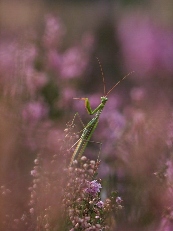 Пианистphoto preview