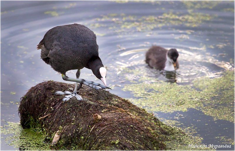Atra, Fulica, Лосиный, Лысуха, Остров Давненько ногти я не стриглаphoto preview