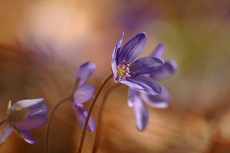 K солнцуphoto preview