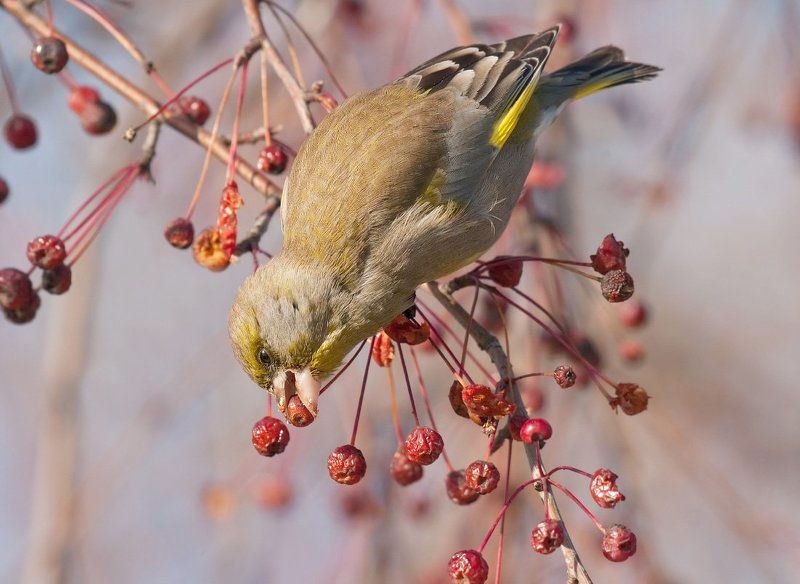 Не съем, но понадкусываюphoto preview
