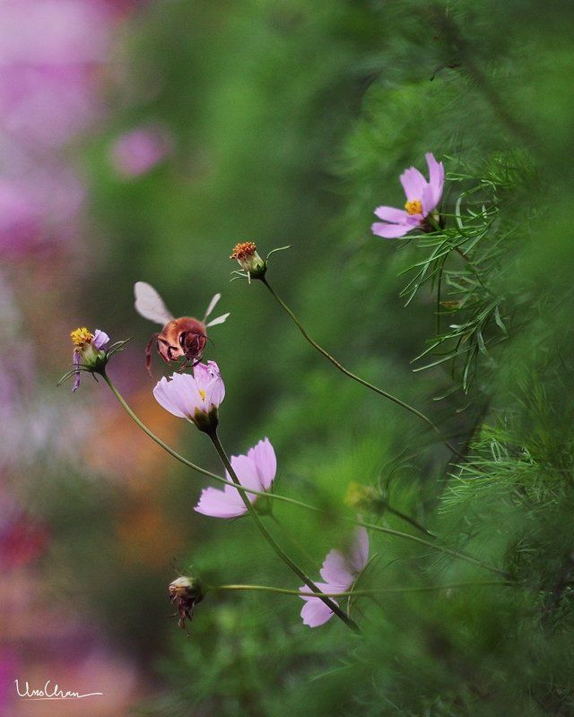 unochan, vuonghongchan, vuong hong chan, vietnam, hanoi, fower, bee   beephoto preview