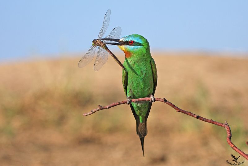 Стрекоза и зелёная щурка. фото превью