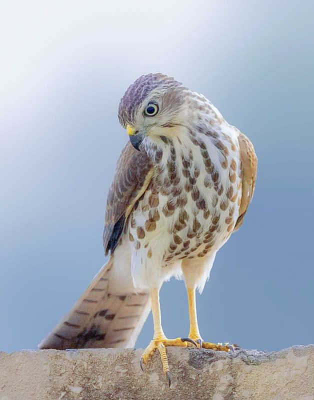 Shikra - Jjuvenilephoto preview