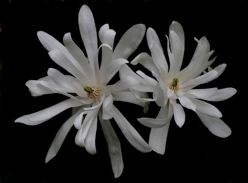 magnolia stellata  магнолия Magnolia stellata фото превью