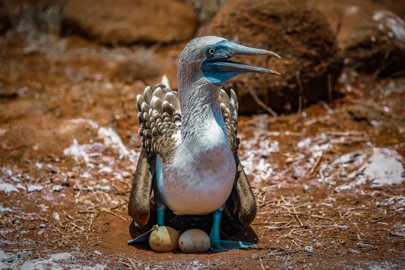 Путь от яйца к цыпленку голубоногой олуши фото превью