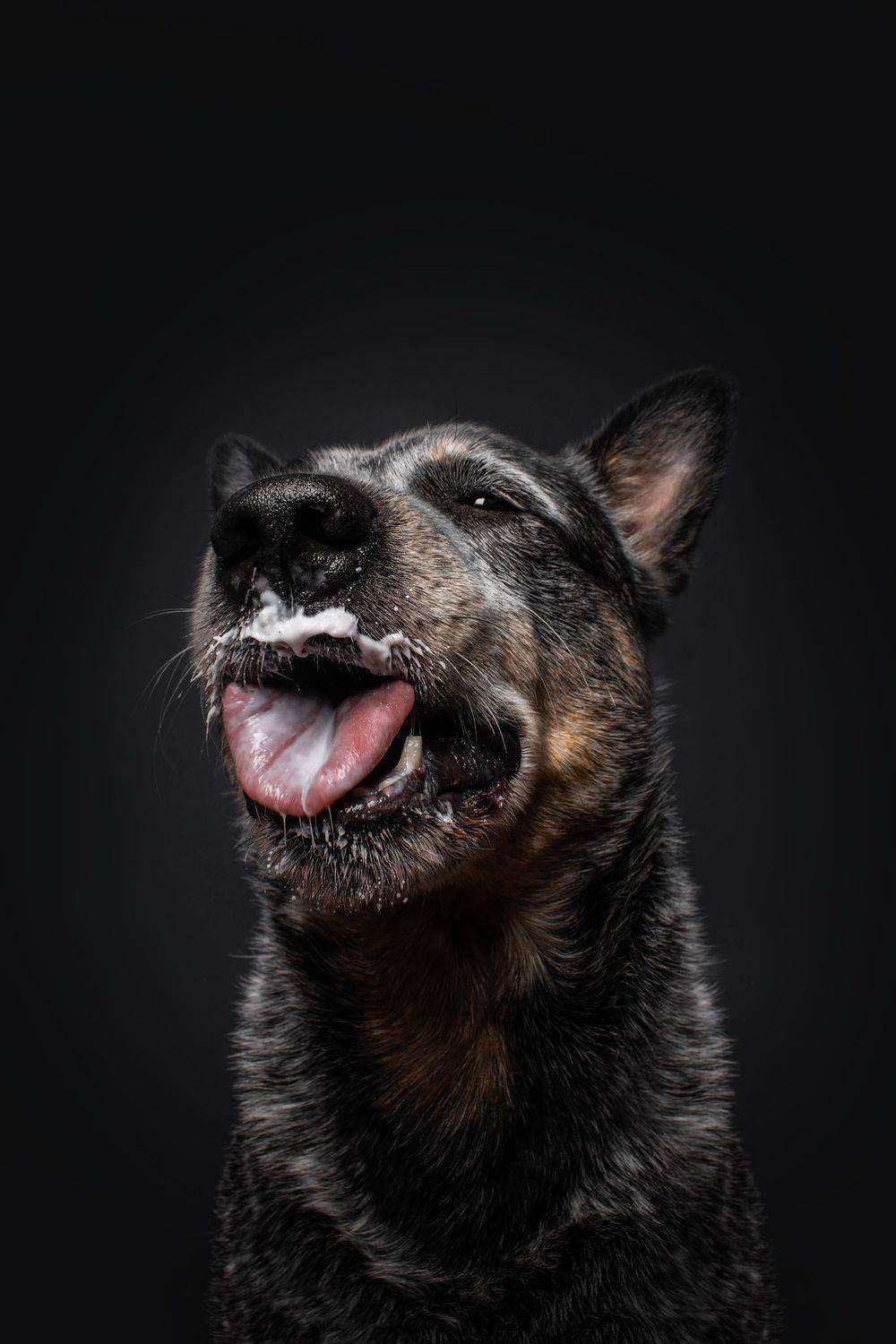 Австралийский хилер. Автор: Юлия Гончар , Юлия Гончар