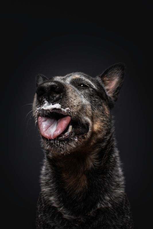 Австралийский хилерphoto preview