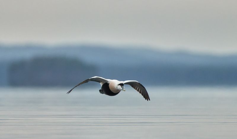 #bird #wildlife #nature #birdphotography Полетphoto preview