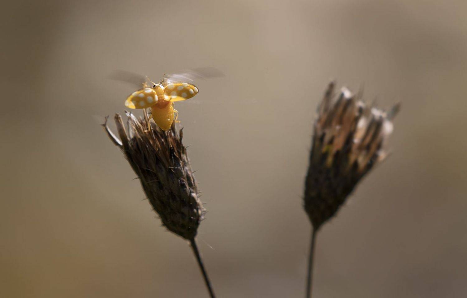 Улететь от осени.... Автор: Александр Смолкин природа, жук, солнце, Александр Смолкин