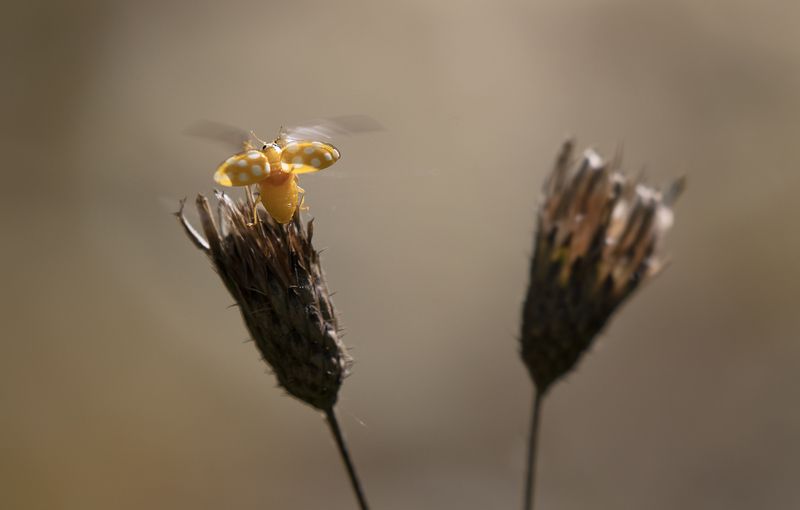 природа, жук, солнце Улететь от осени...photo preview