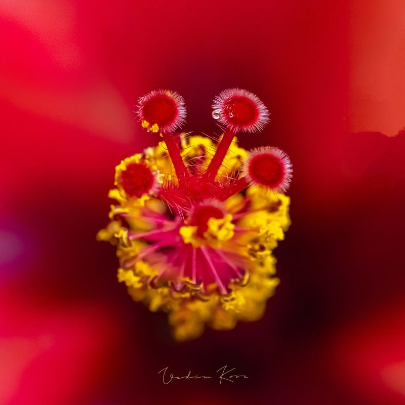 kırmızıphoto preview