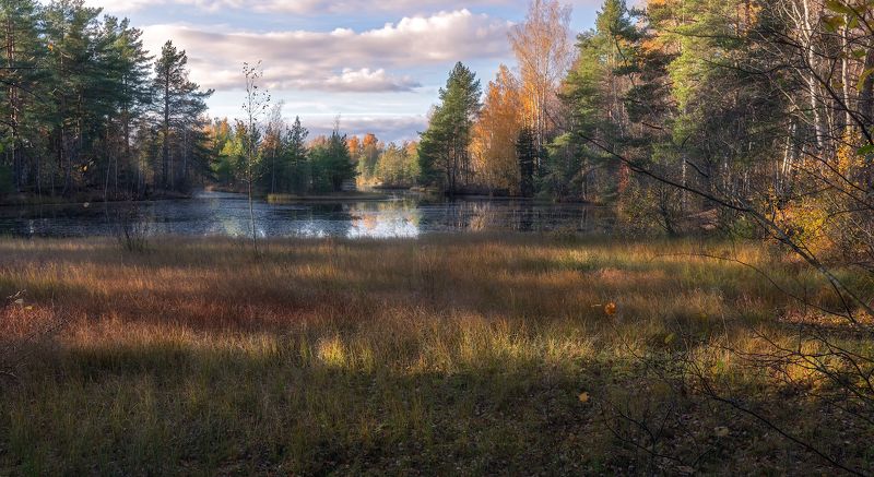 сестрорецк болото осень листопад небо октябрь вода закат Осенний коверphoto preview