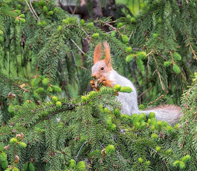 белка, весна, лес, Весенние дары..photo preview