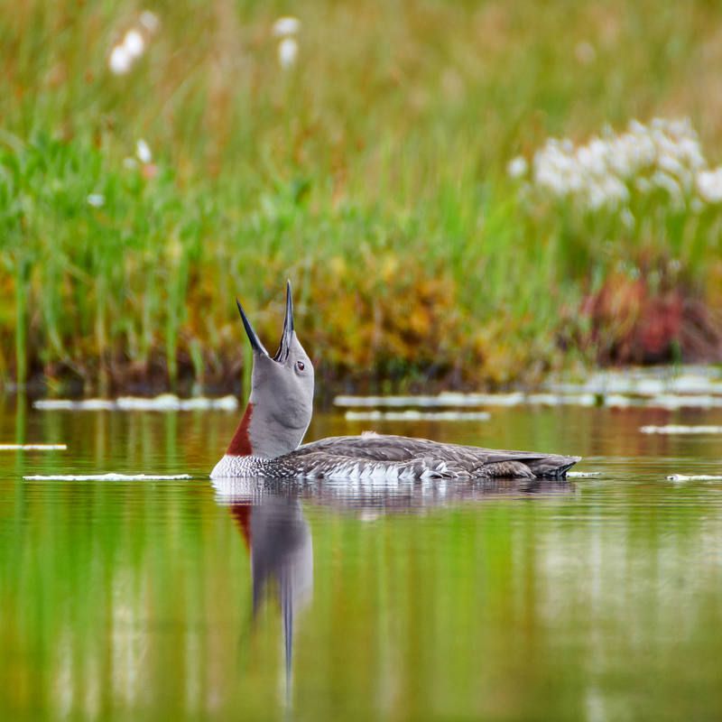 #bird #wildlife #nature #birdphotography И гагары тоже стонут...photo preview